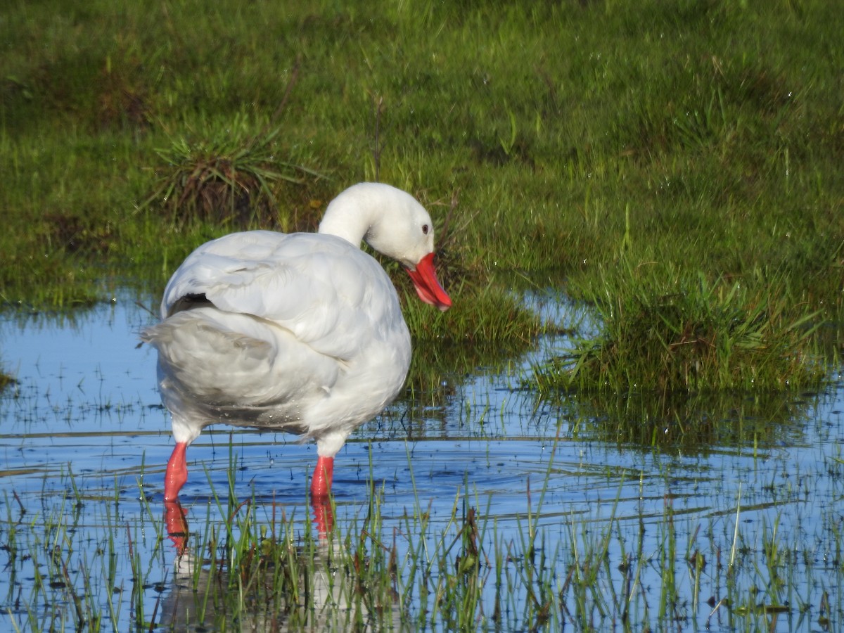 Coscoroba Swan - ML641006767