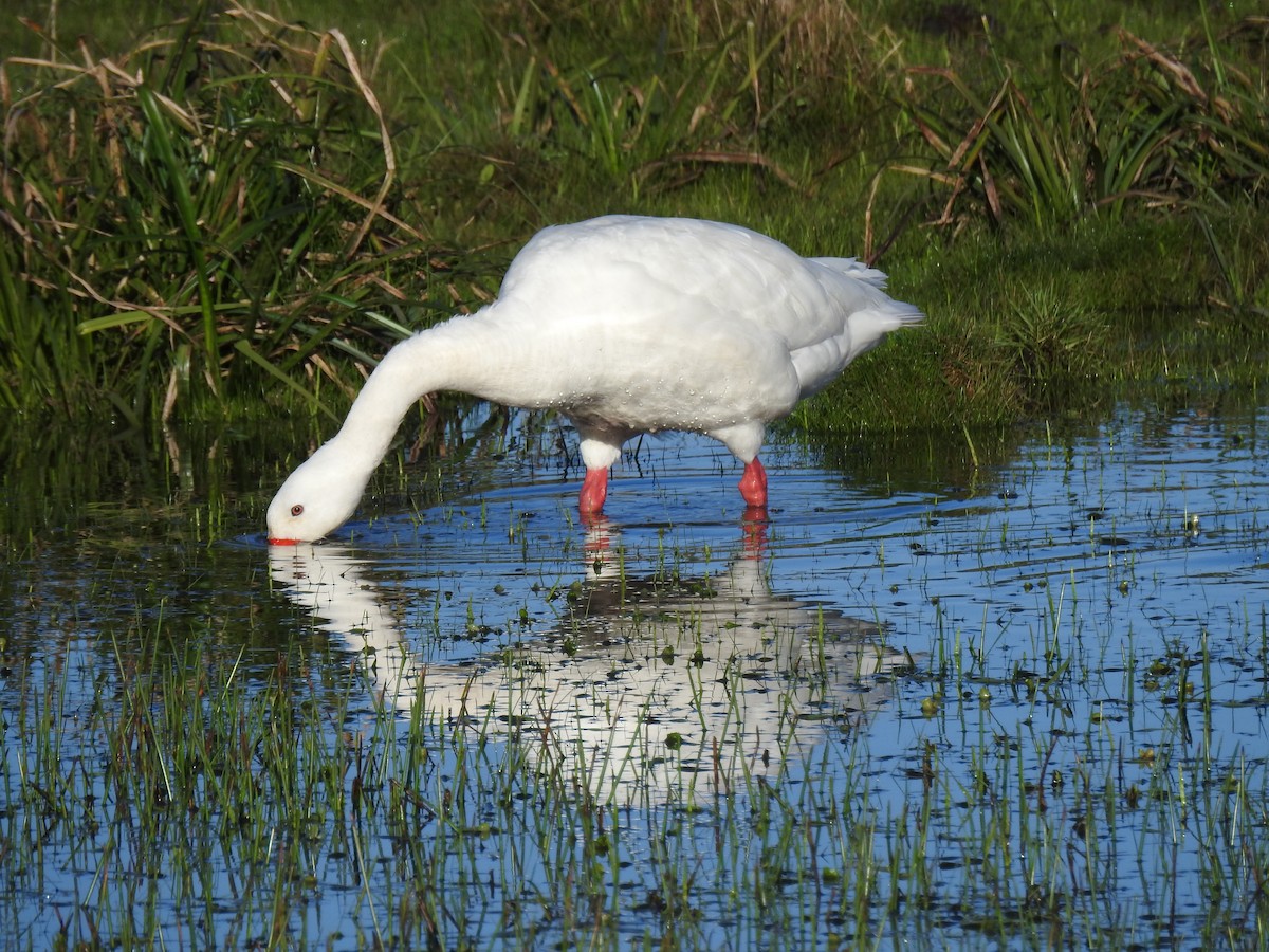Coscoroba Swan - ML641006769