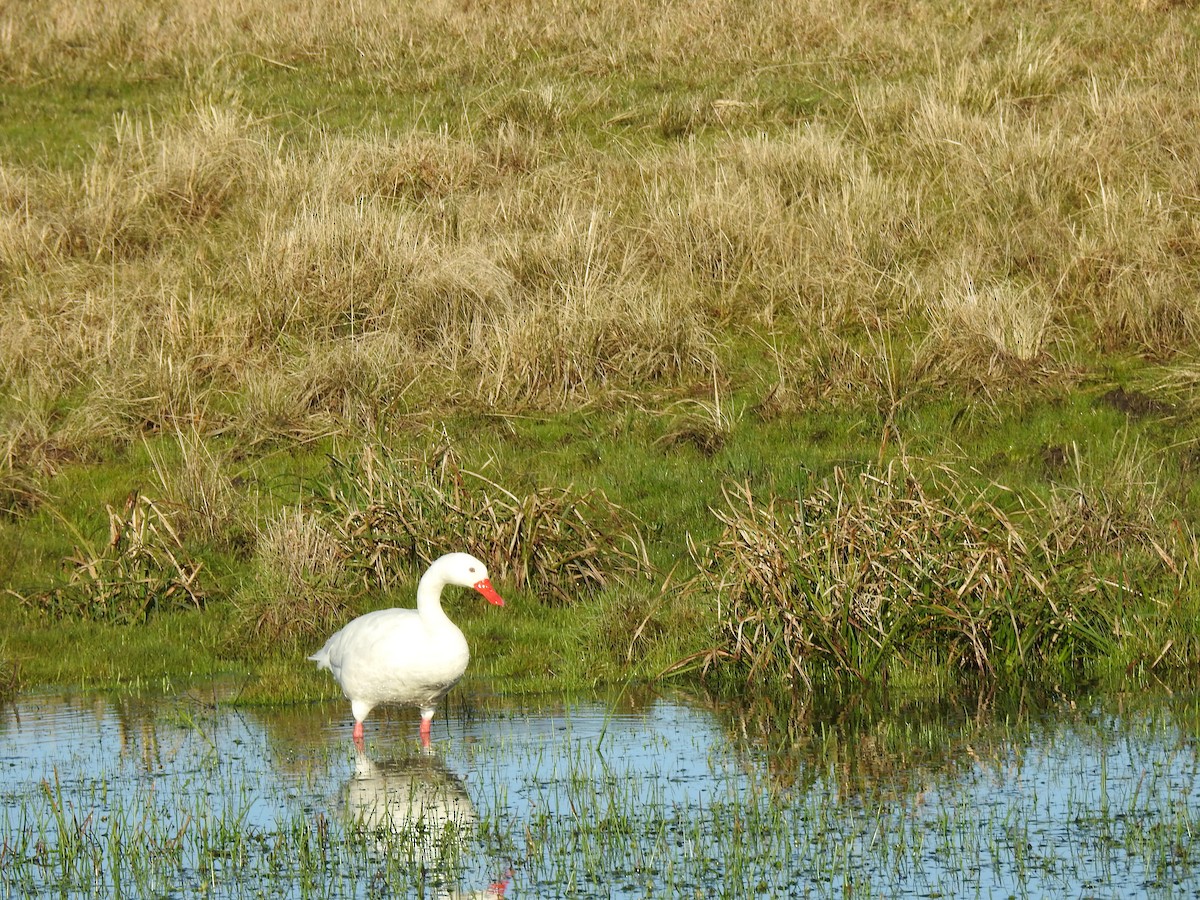 Coscoroba Swan - ML641006772