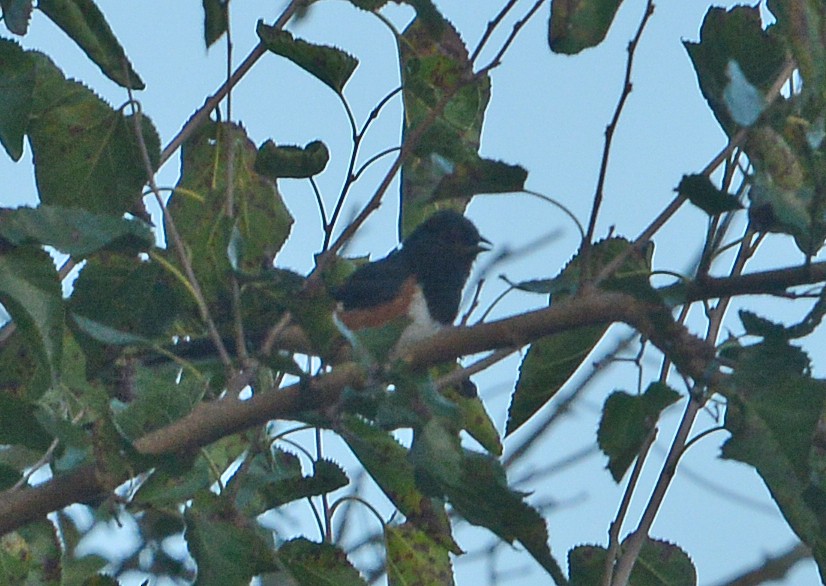 Eastern Towhee - ML641006799