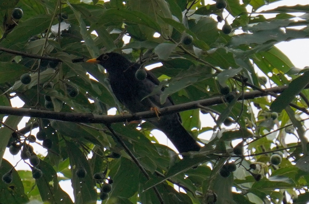 Yellow-legged Thrush - ML641006804