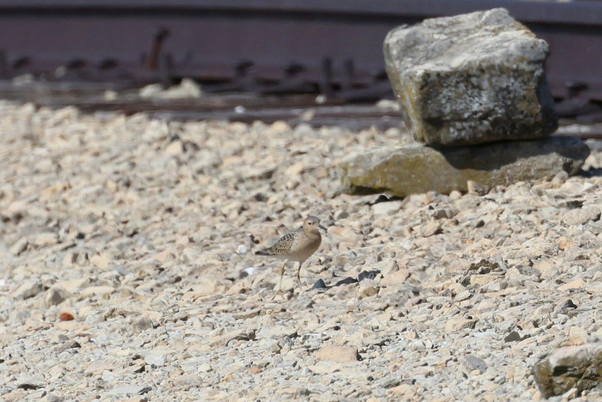 Buff-breasted Sandpiper - ML641006878