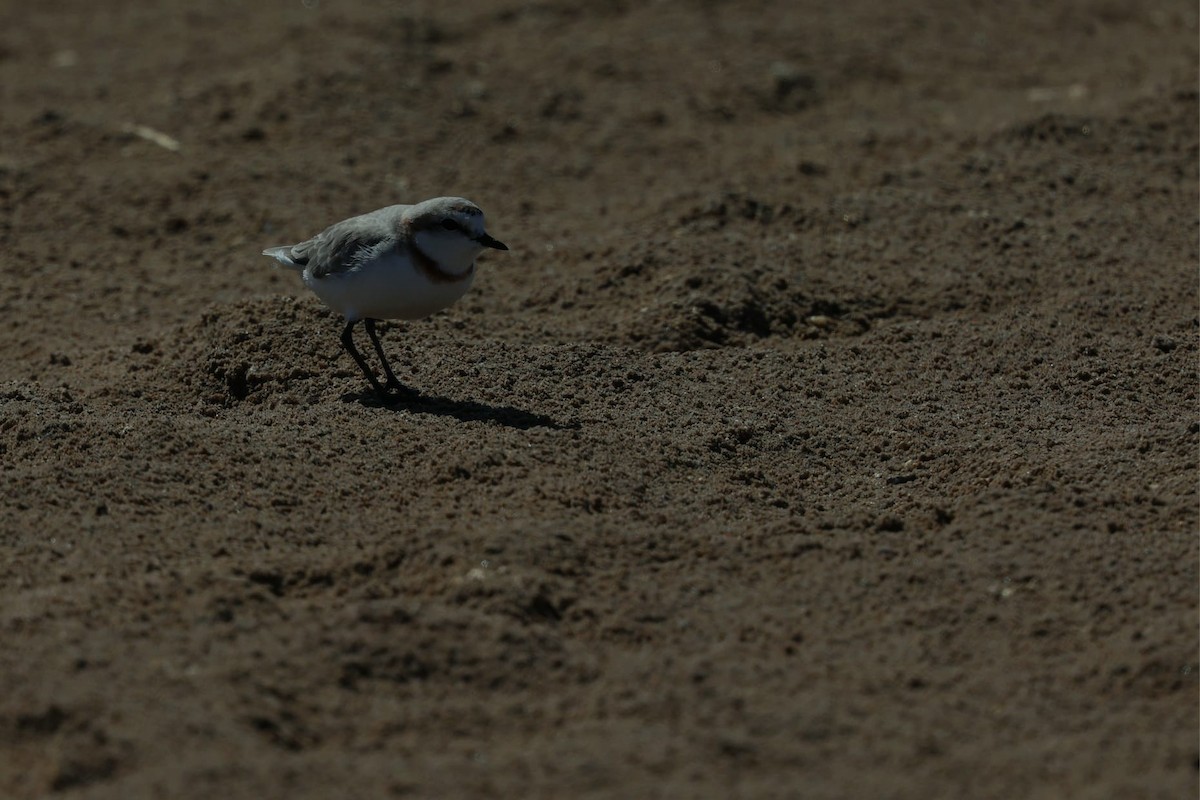 Chestnut-banded Plover - ML641006887