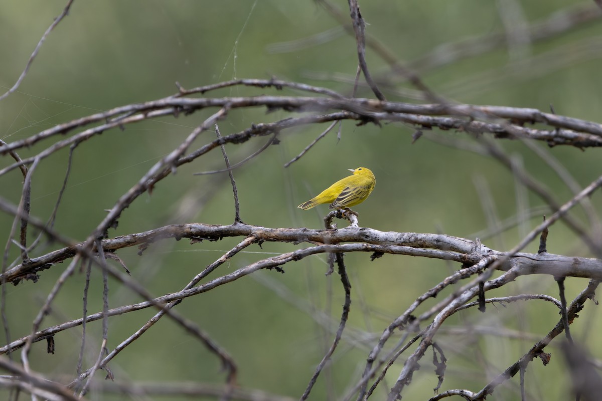 Yellow Warbler - ML641006954