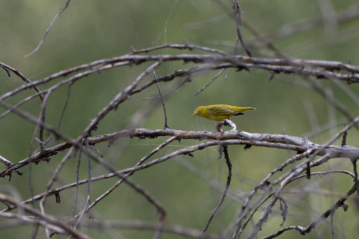 Yellow Warbler - ML641006955
