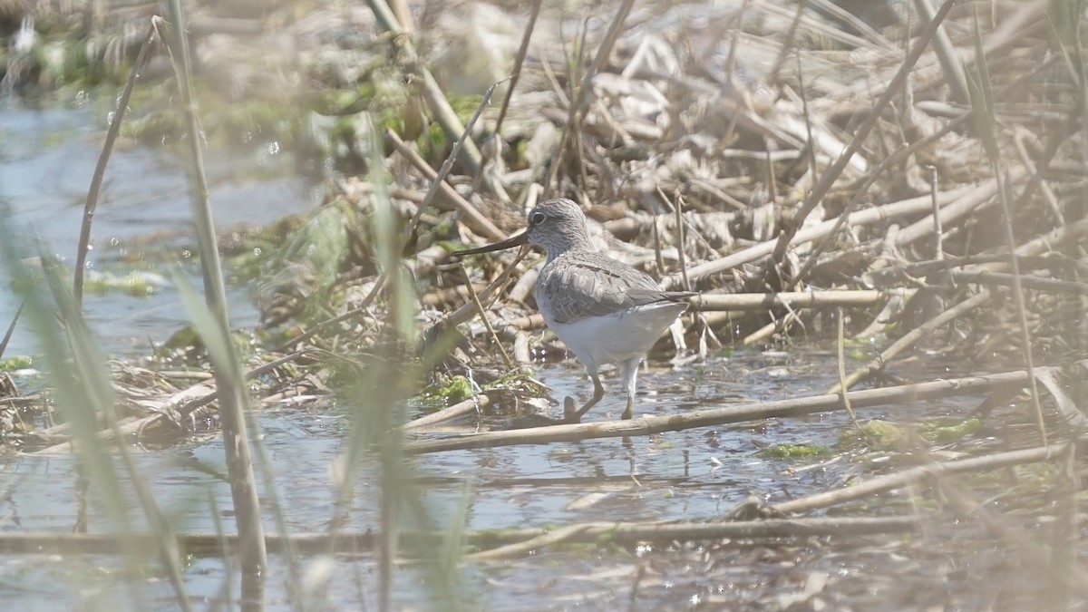 Terek Sandpiper - ML641006958