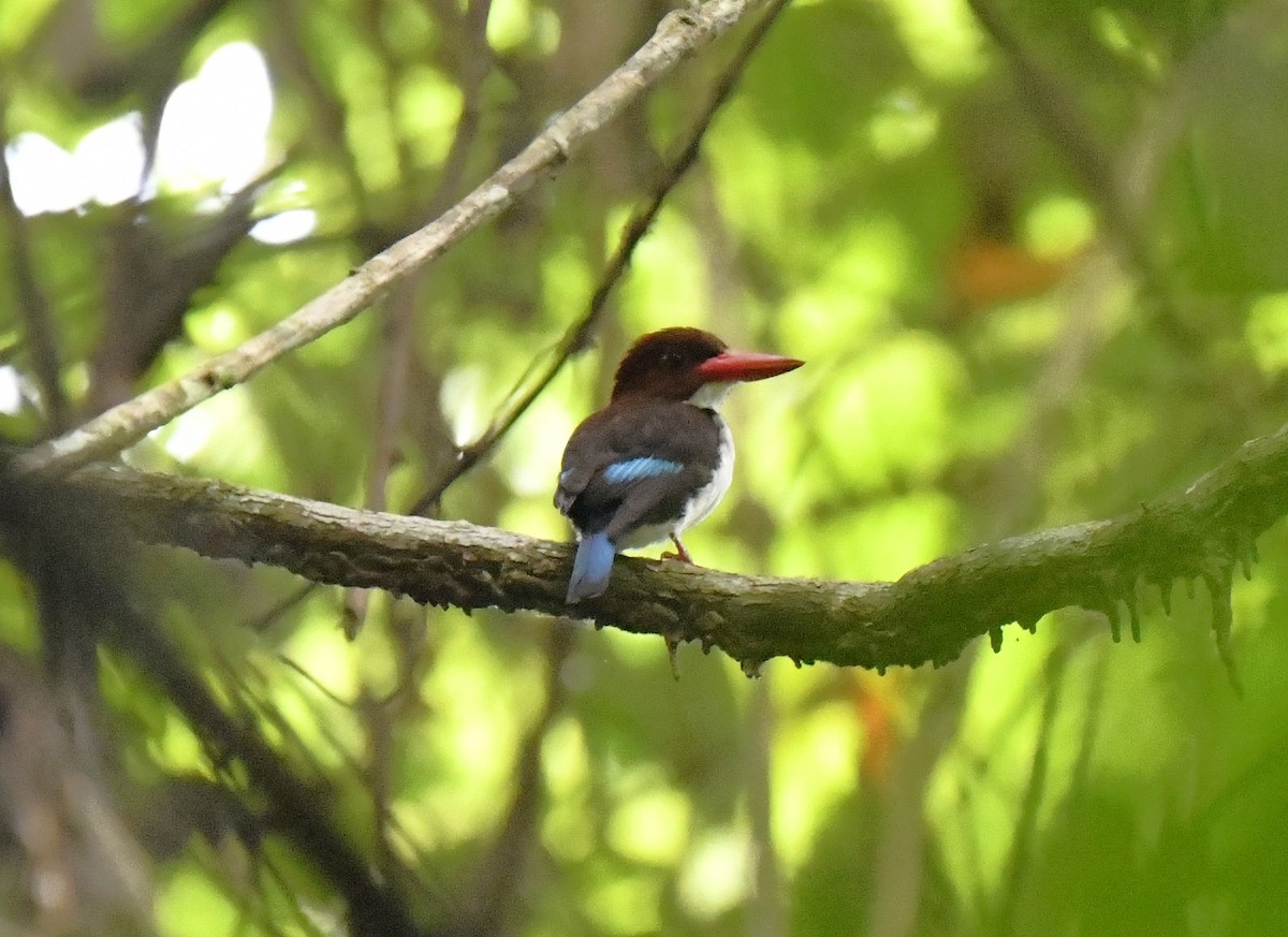 Chocolate-backed Kingfisher - ML641006990