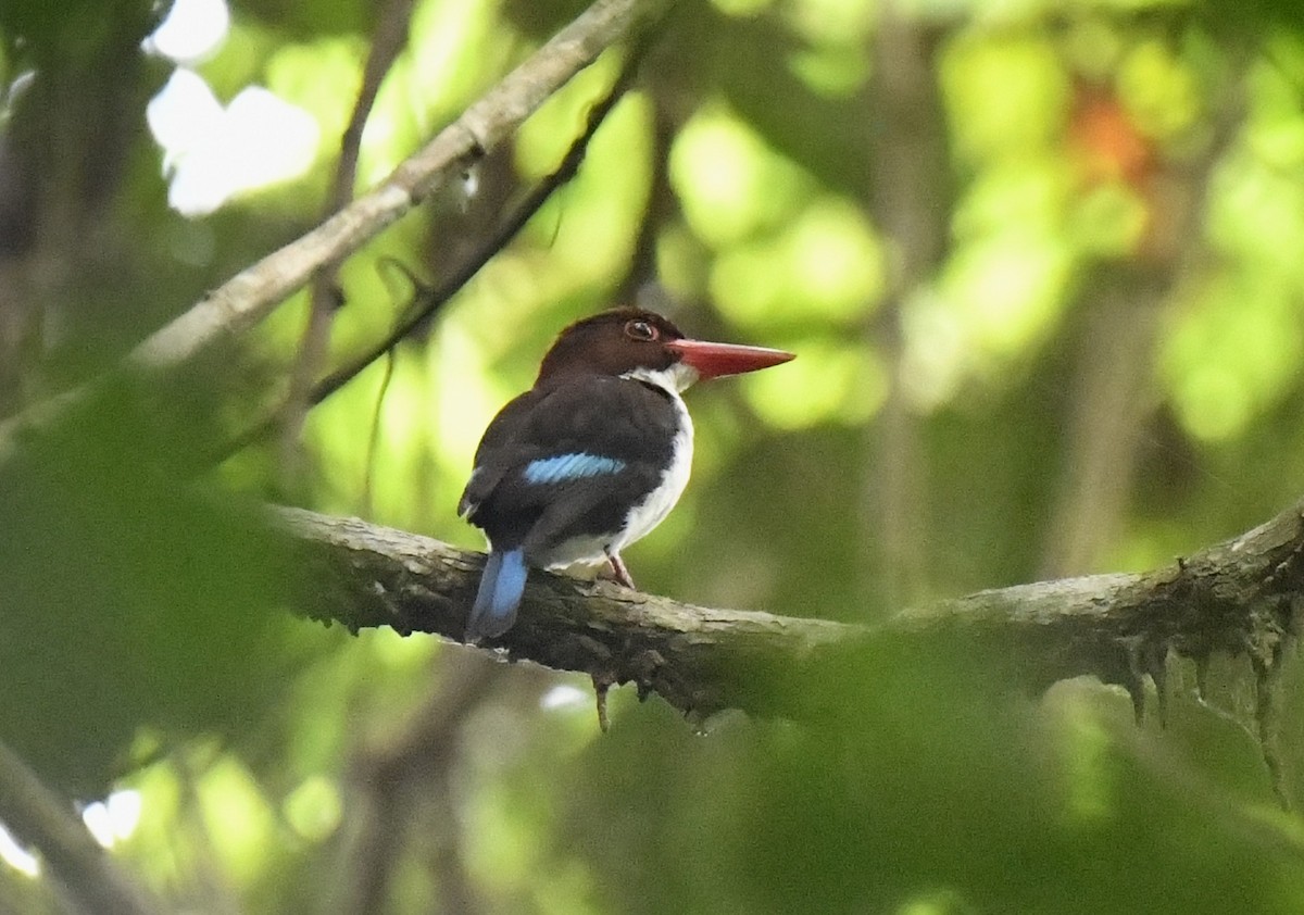 Chocolate-backed Kingfisher - ML641006992