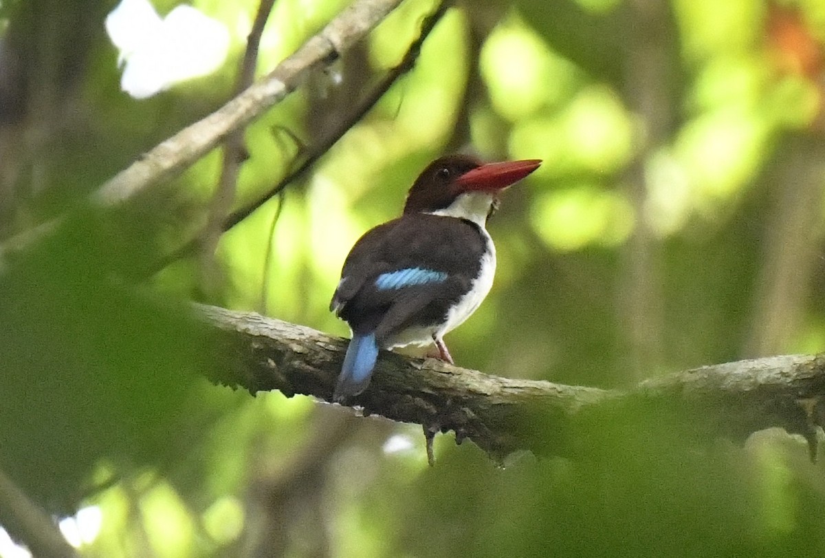 Chocolate-backed Kingfisher - ML641006993