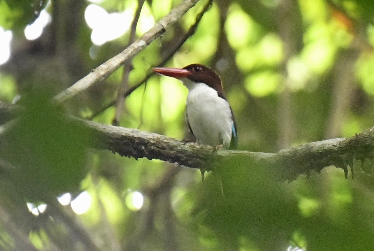 Chocolate-backed Kingfisher - ML641006996