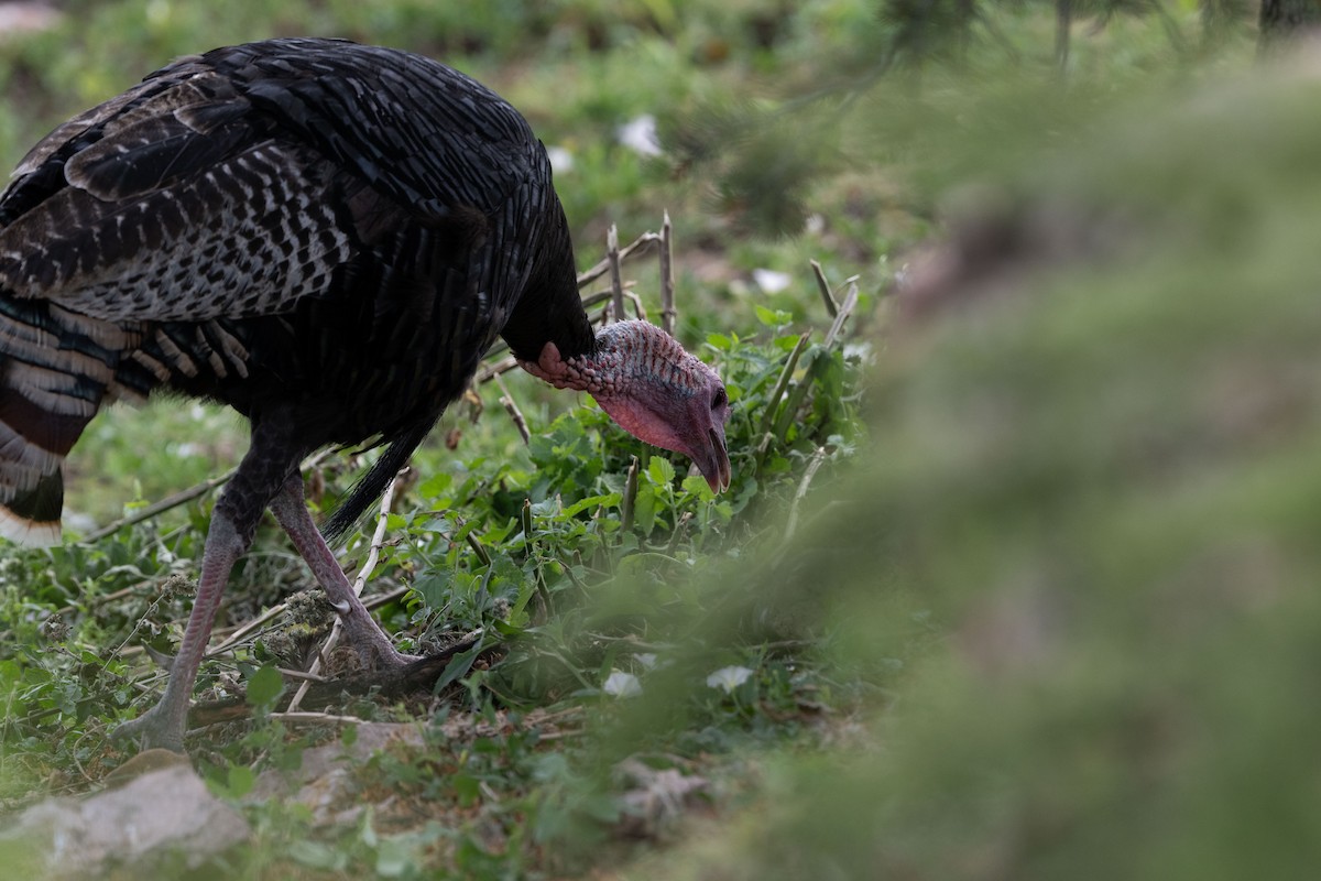 Wild Turkey - ML641007000