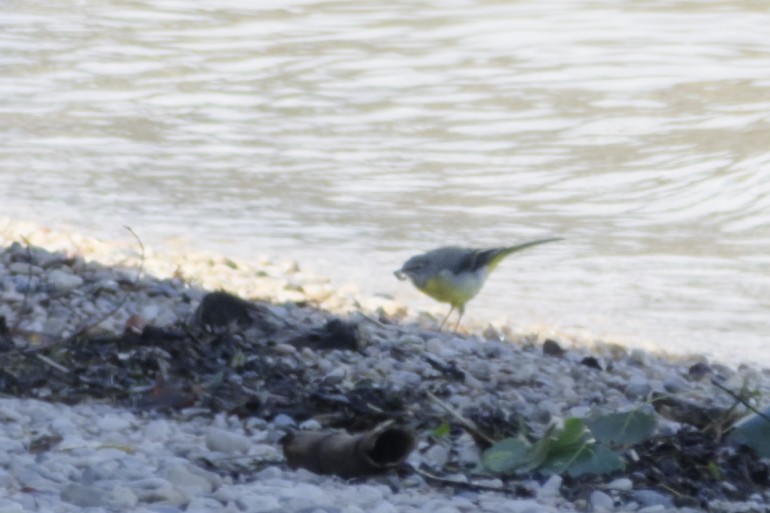 Gray Wagtail - ML641007004