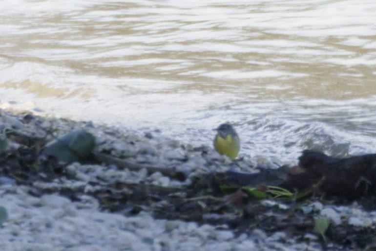 Gray Wagtail - ML641007005