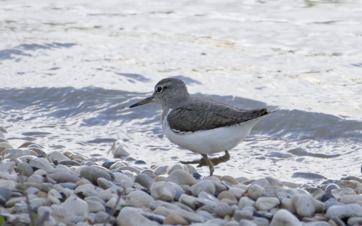 Common Sandpiper - ML641007007