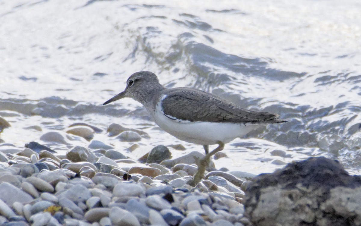 Common Sandpiper - ML641007008