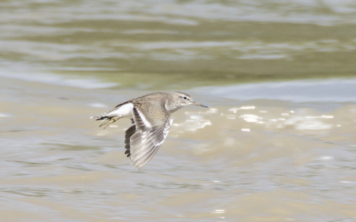 Common Sandpiper - ML641007009