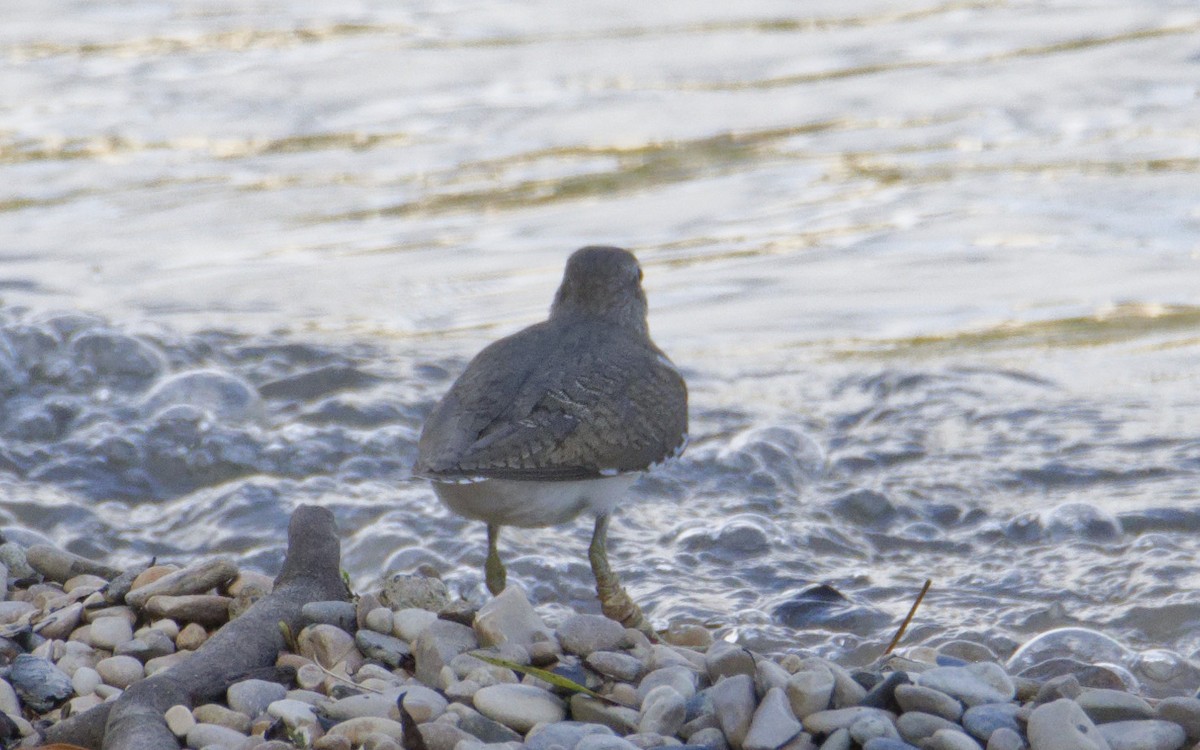 Common Sandpiper - ML641007010