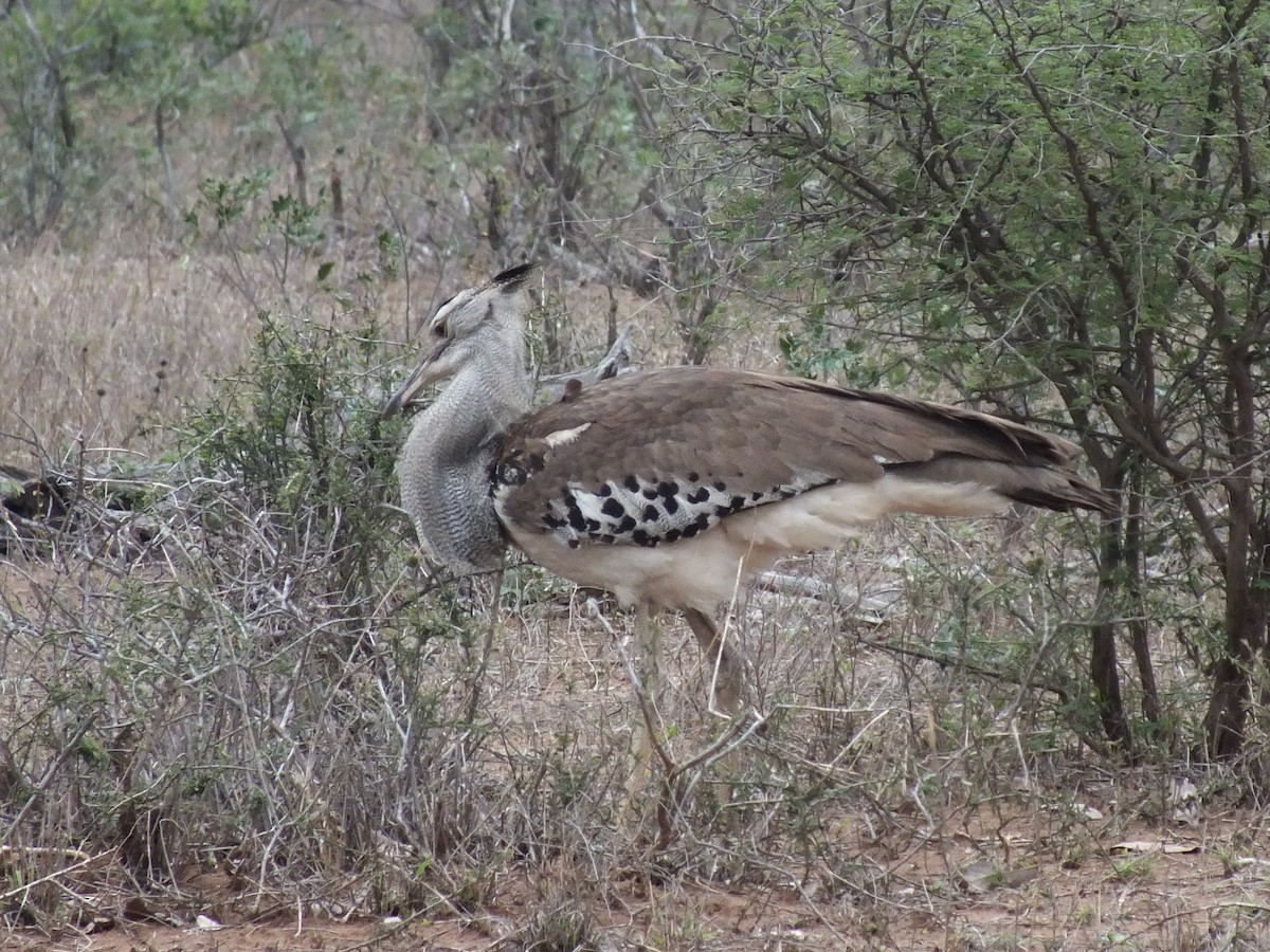 Kori Bustard - ML641007137