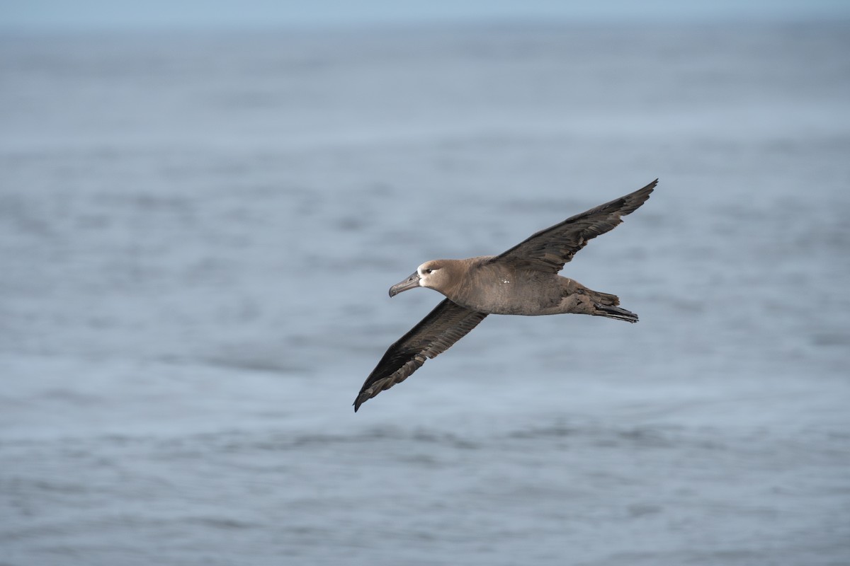 Black-footed Albatross - ML641007143