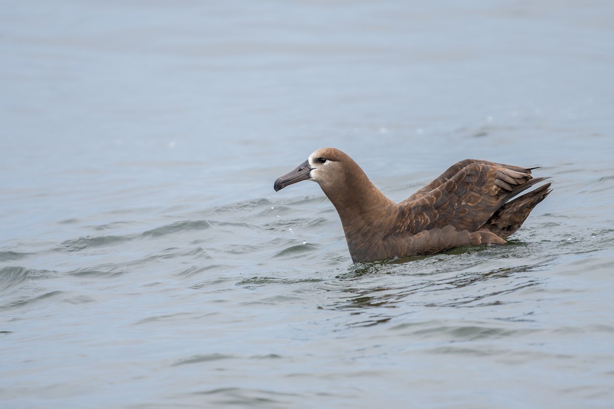 Black-footed Albatross - ML641007144