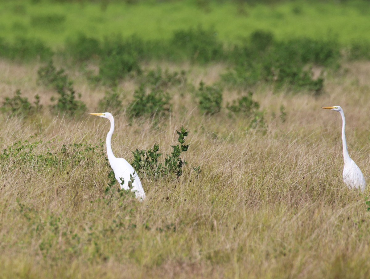 Great Egret - ML641007153