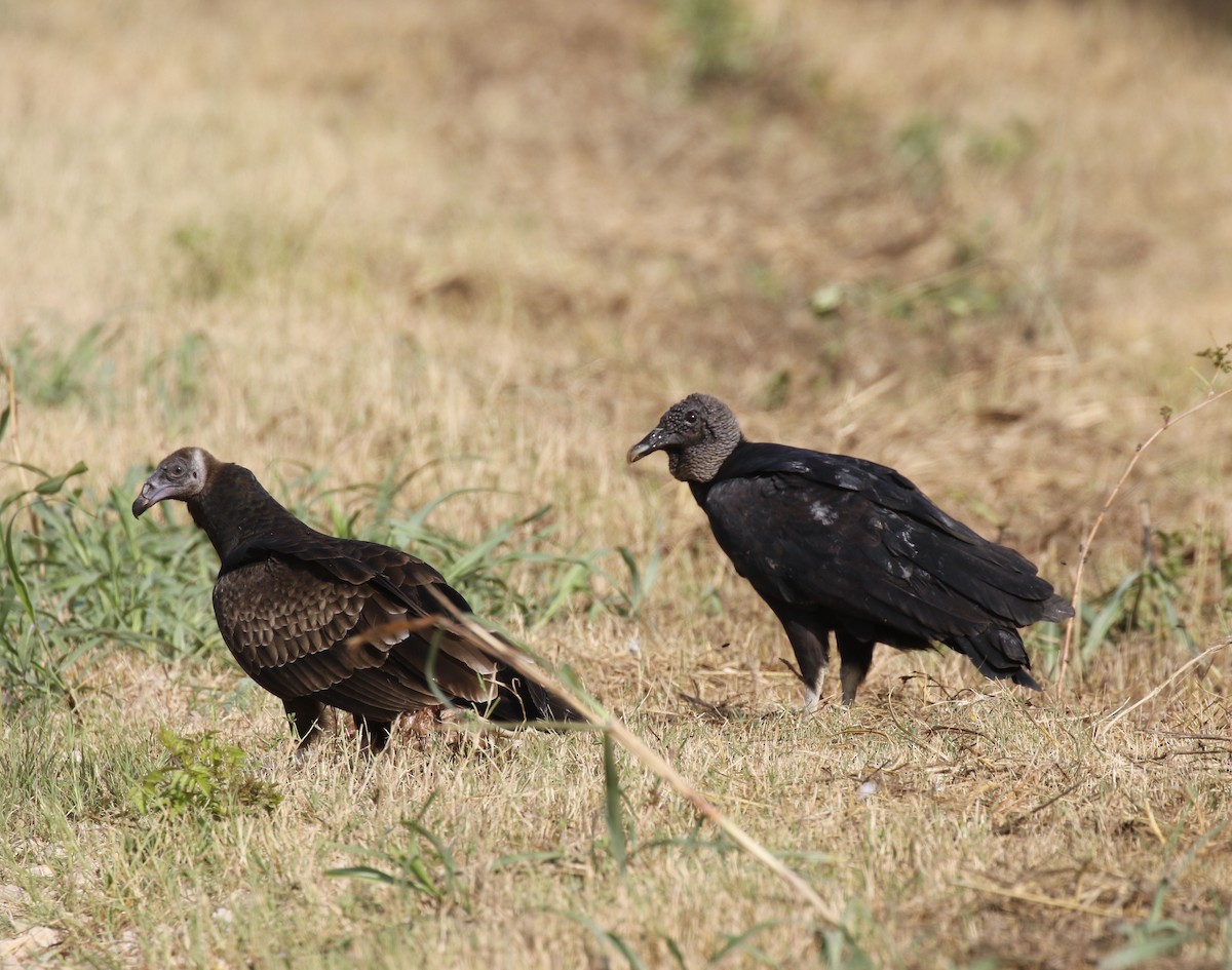 Black Vulture - ML641007164