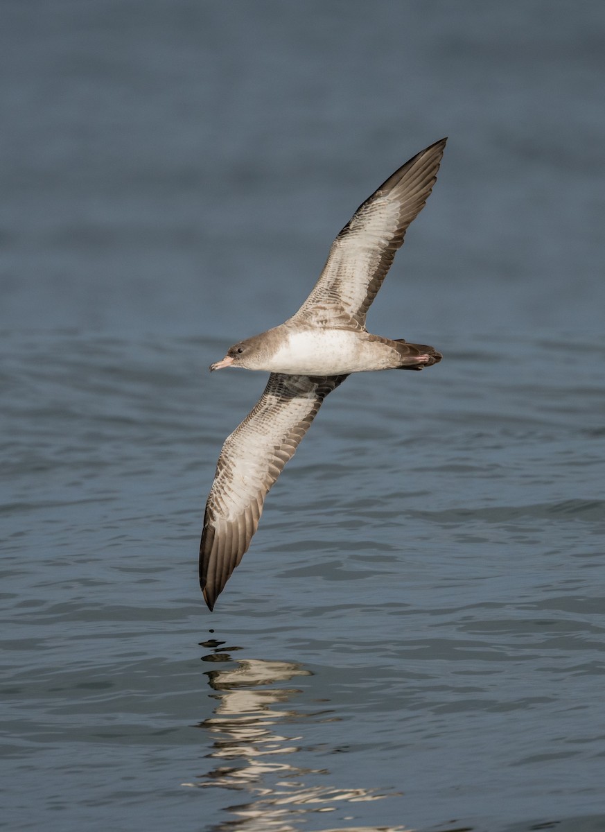 Pink-footed Shearwater - ML641007167