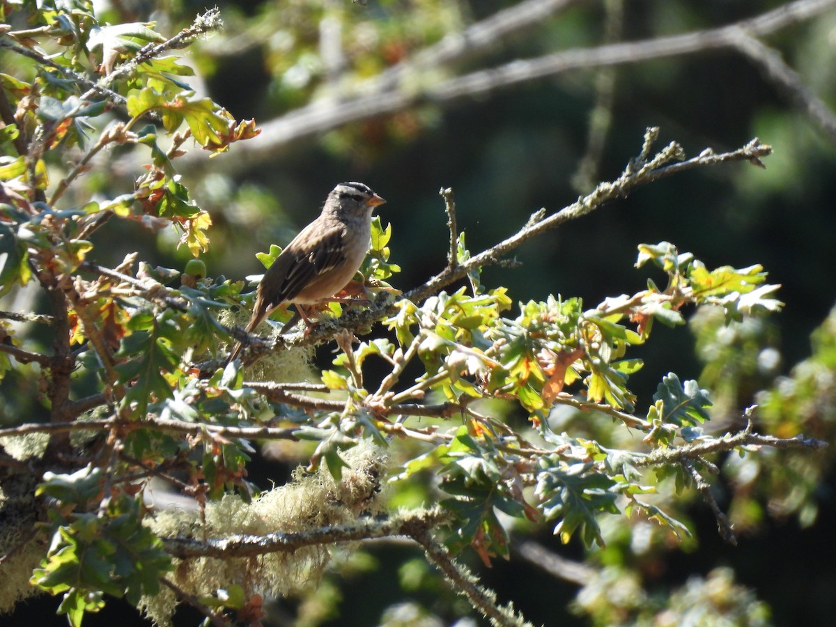 White-crowned Sparrow - ML641007177