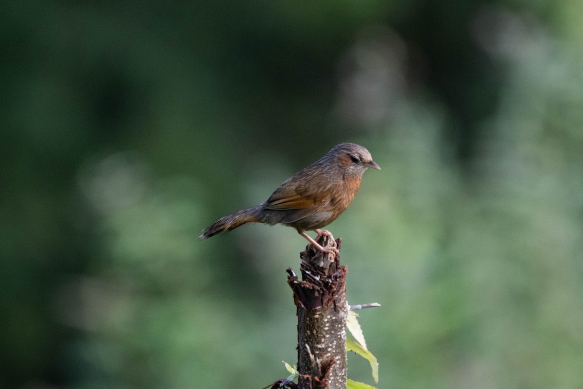 Streaked Laughingthrush - ML641007188