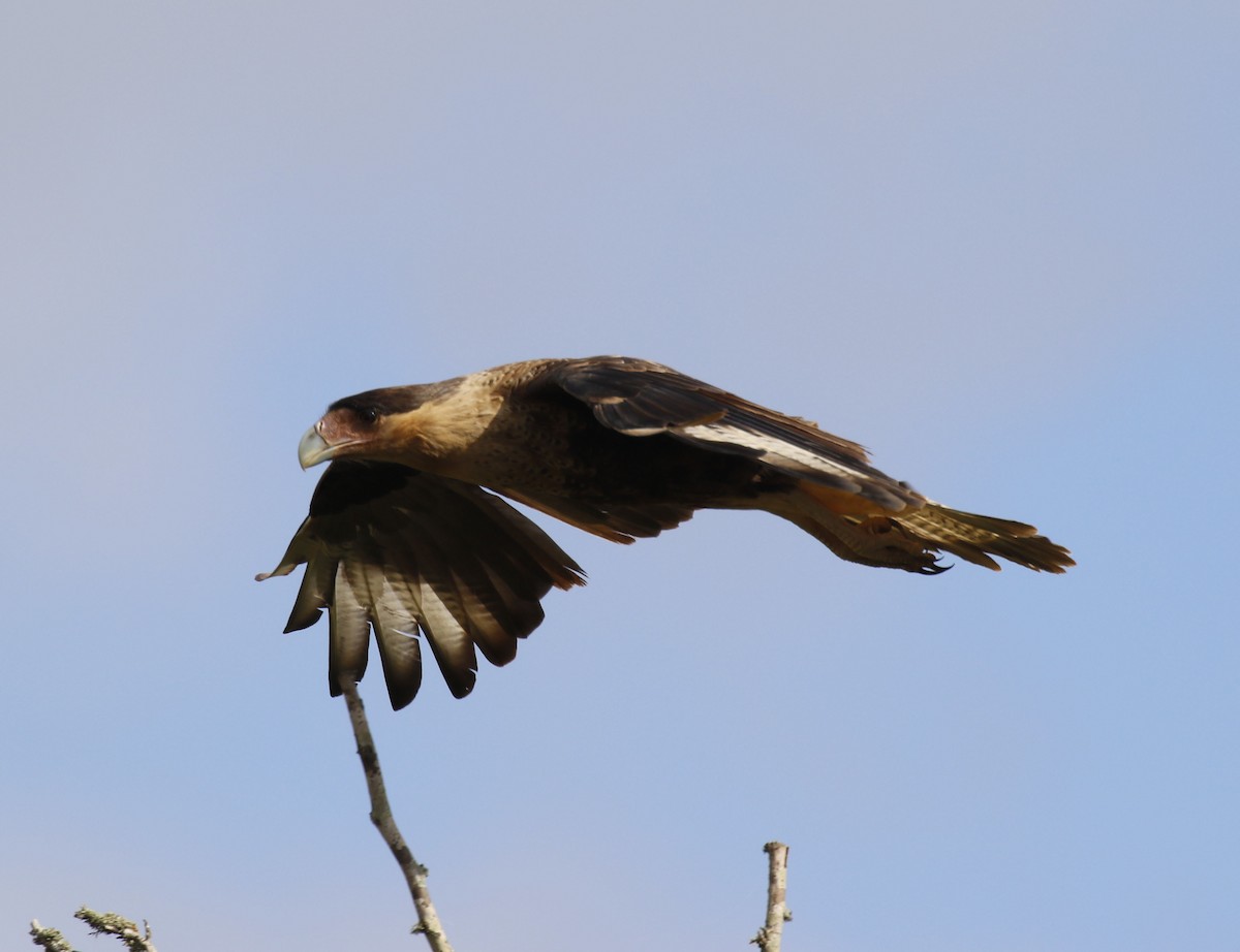 Crested Caracara (Northern) - ML641007189
