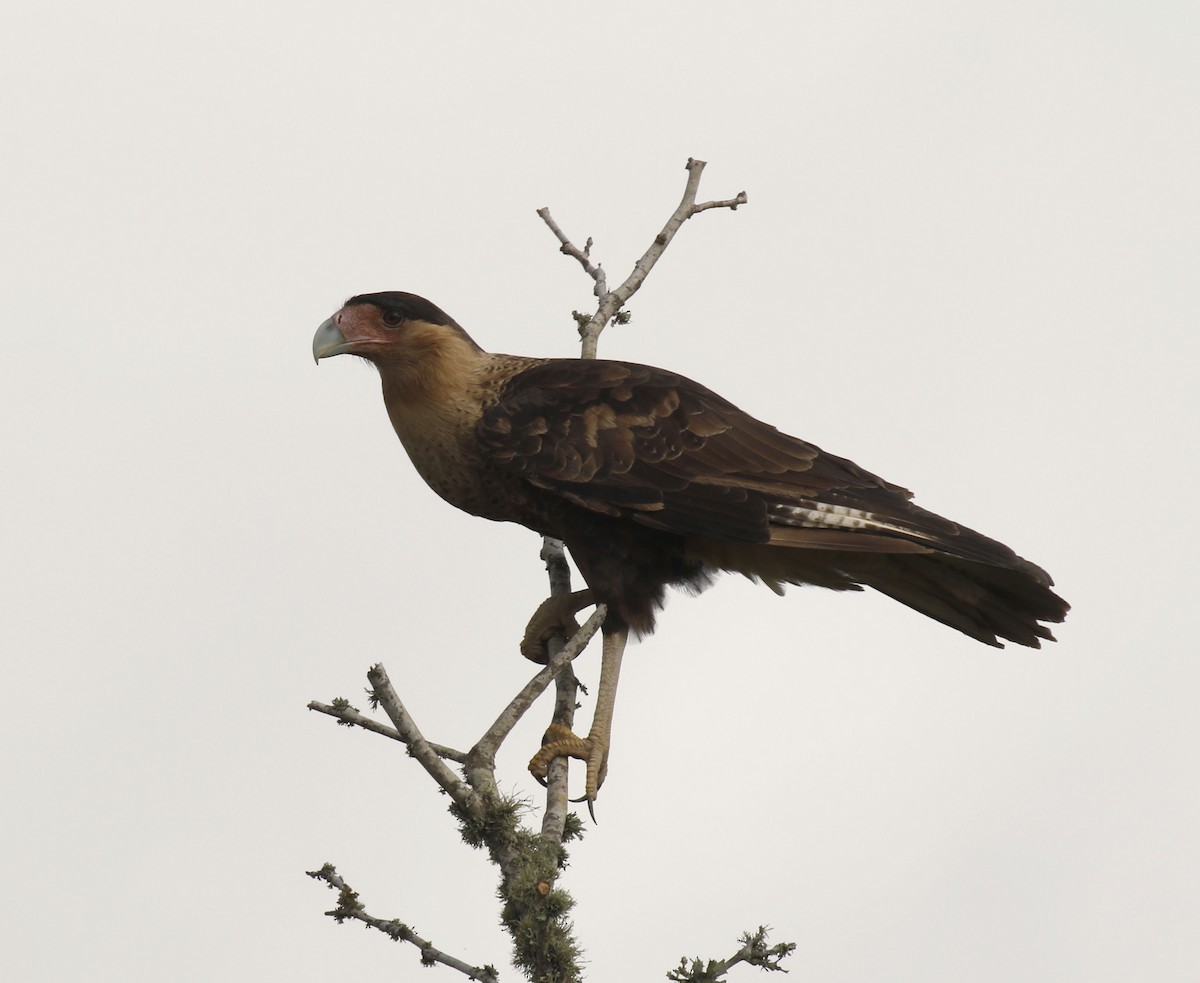 Crested Caracara (Northern) - ML641007190