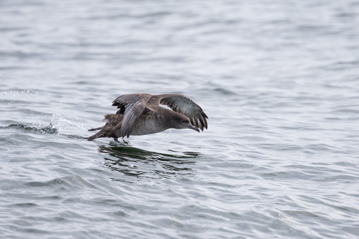 Sooty Shearwater - ML641007195