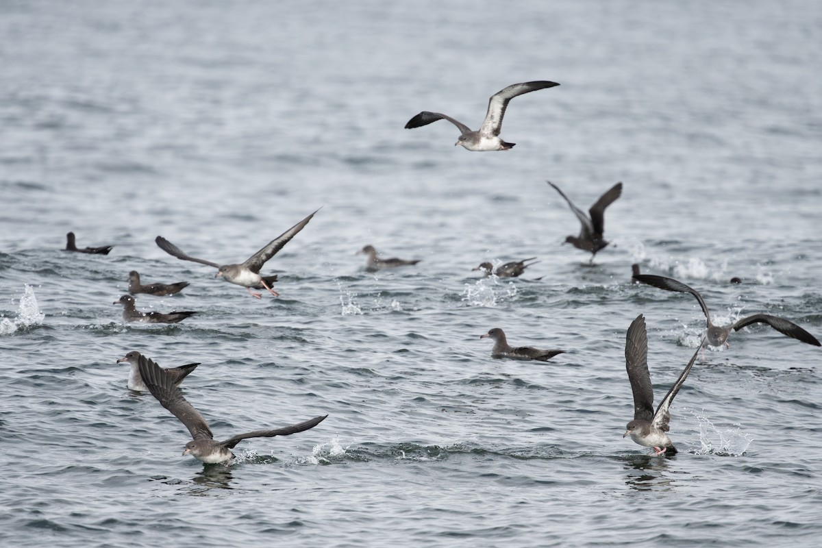 Pink-footed Shearwater - ML641007233