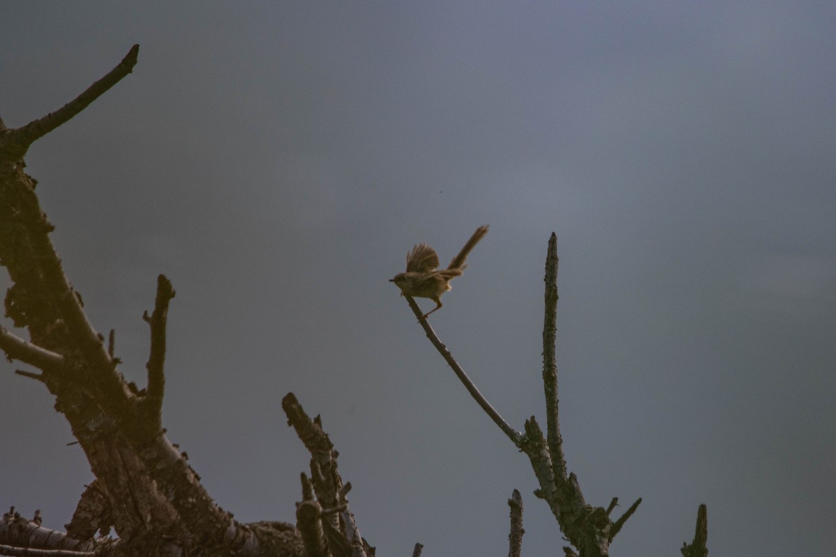 Himalayan Prinia - ML641007320