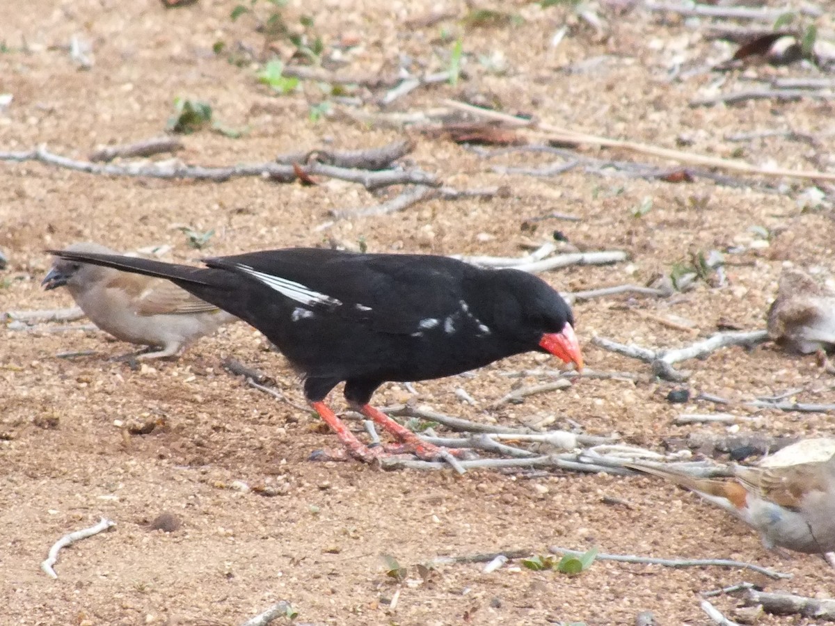 Red-billed Buffalo-Weaver - ML641007323