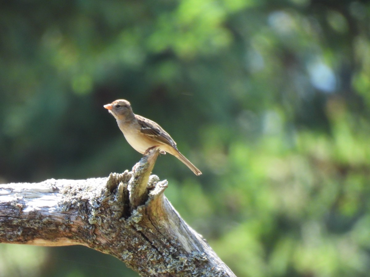 White-crowned Sparrow - ML641007327