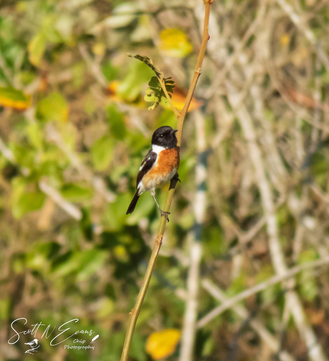 African Stonechat - ML641007366