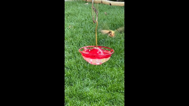 Broad-tailed Hummingbird - ML641007370