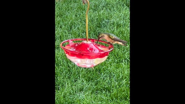 Broad-tailed Hummingbird - ML641007371