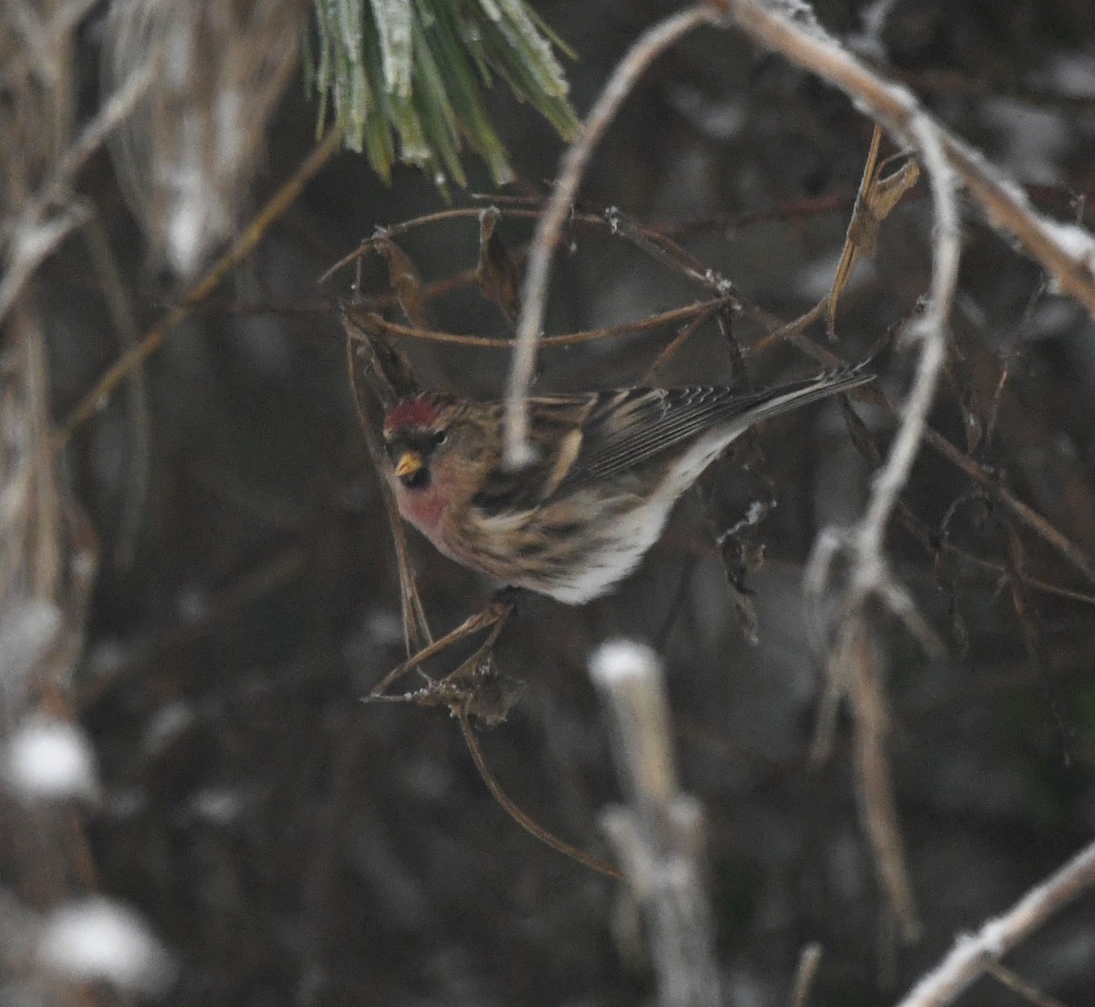 Redpoll (Lesser) - ML641007440