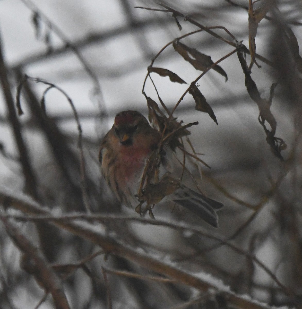 Redpoll (Lesser) - ML641007441