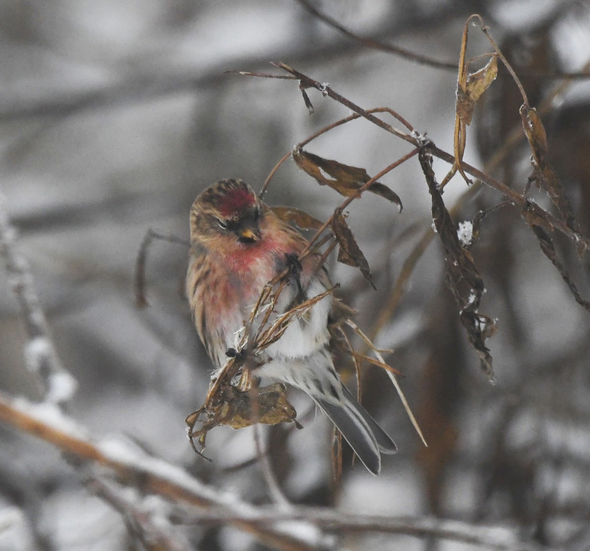 Redpoll (Lesser) - ML641007442