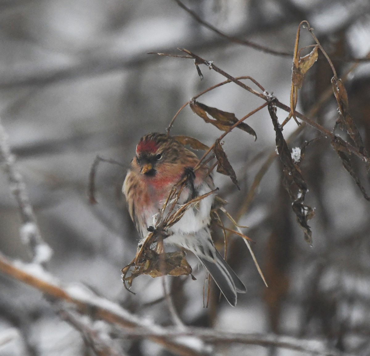 Redpoll (Lesser) - ML641007443