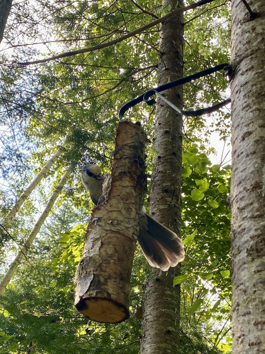 Canada Jay - ML641007449