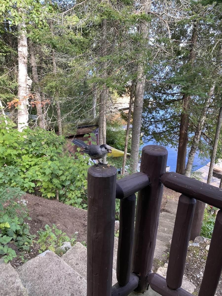 Canada Jay - ML641007450