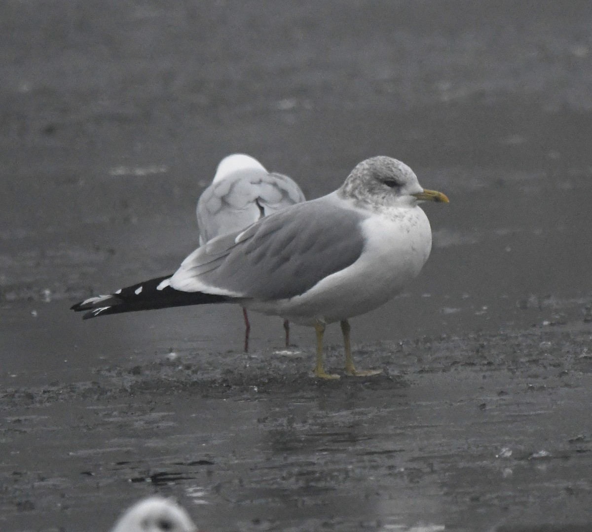 Common Gull (European) - ML641007464