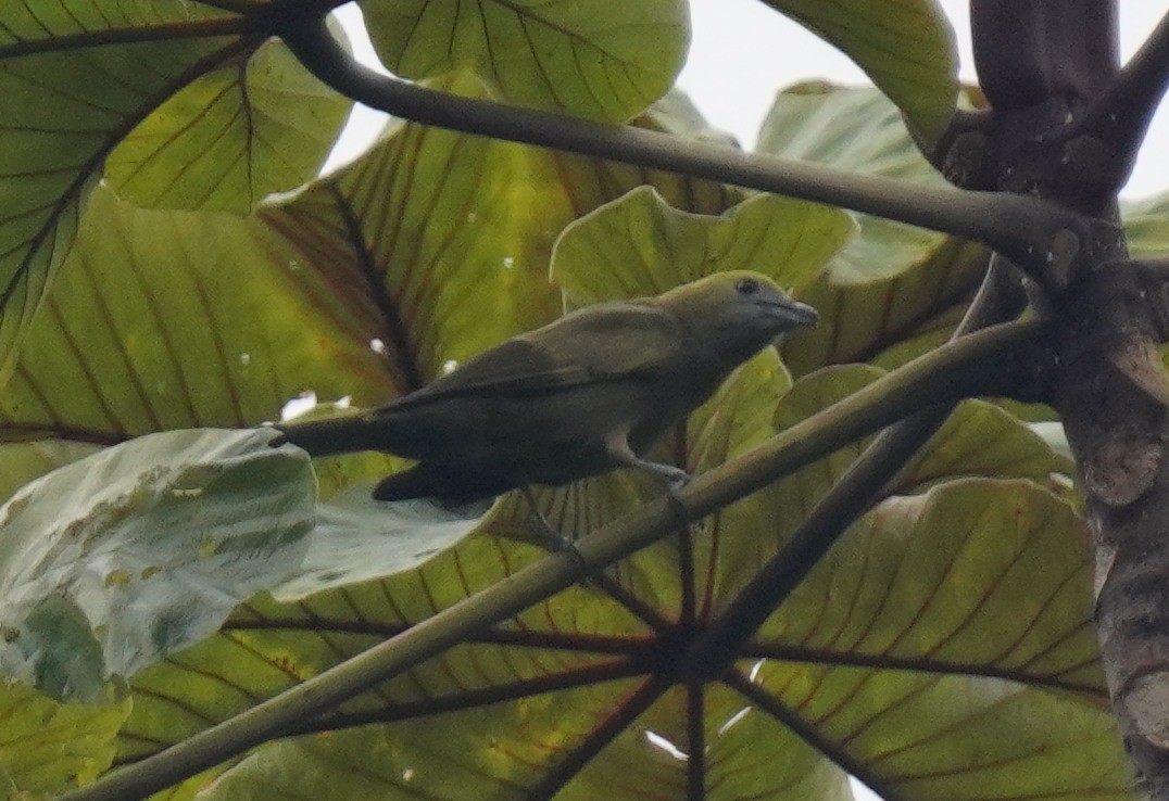 Palm Tanager - ML641007466