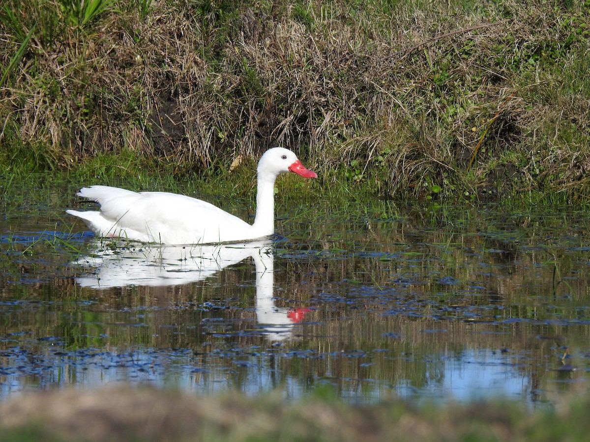 Coscoroba Swan - ML641007471