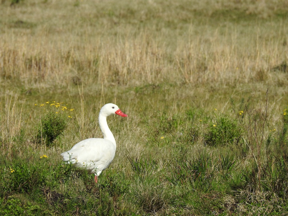 Coscoroba Swan - ML641007476