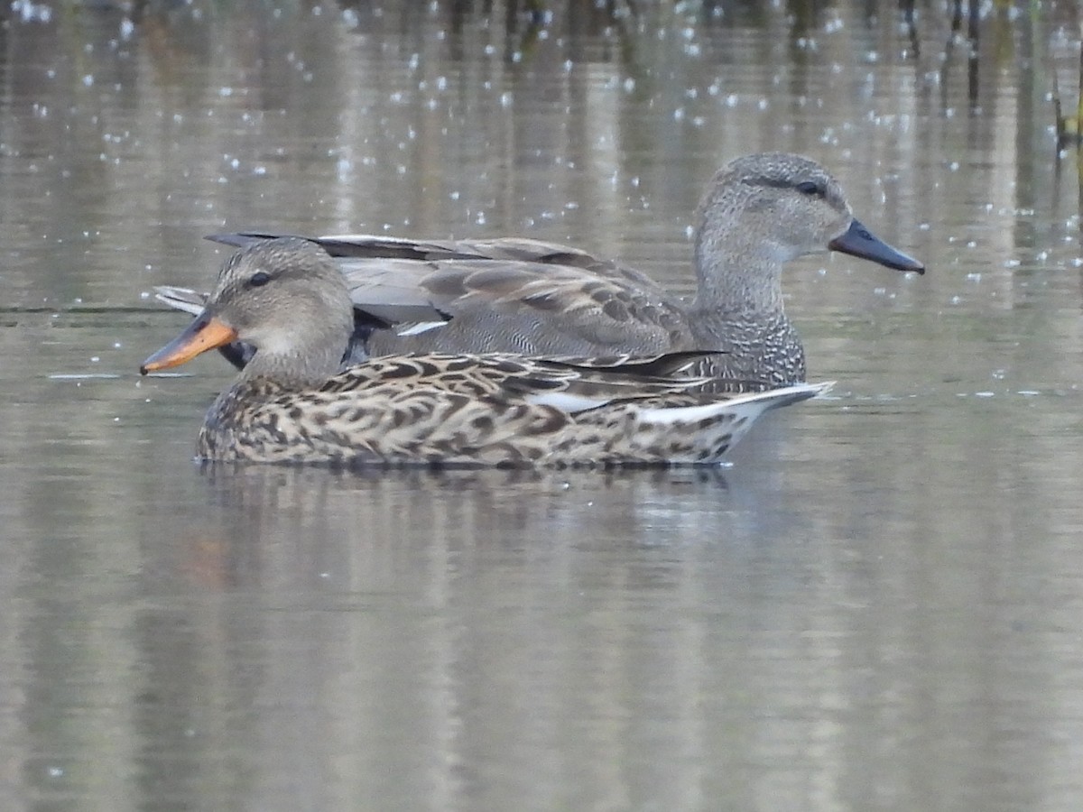 Серая утка - ML641007483